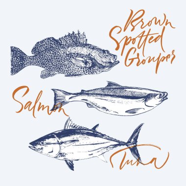 Delicates fish tuna, salmon, brown spotted grouper clipart