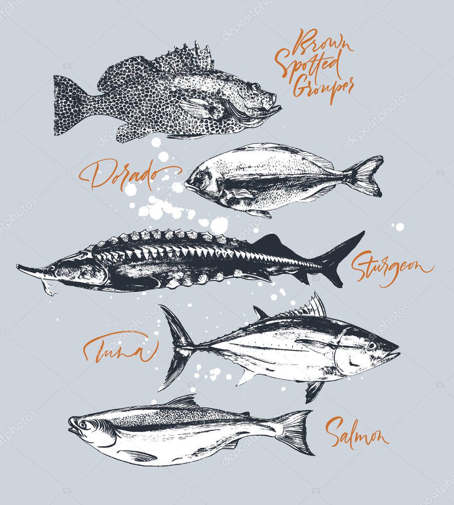 Three delicates fish. Tuna, salmon, brown spotted grouper, sturgeon, dorado. Hand drawn with brush and ink delicious meal  vector illustration
