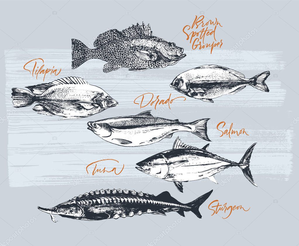 Three delicates fish. Tilapia, tuna, salmon, brown spotted grouper, sturgeon, dorado. Hand drawn with brush and ink delicious meal  vector illustration