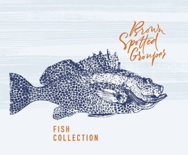 Kahverengi benekli orgrouper balık fırçası illüstrasyon