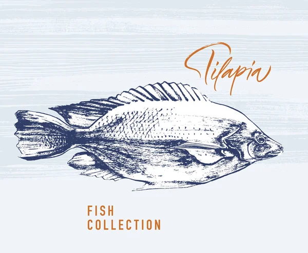 Tilapia fish brush illustration for logo — Stok Vektör