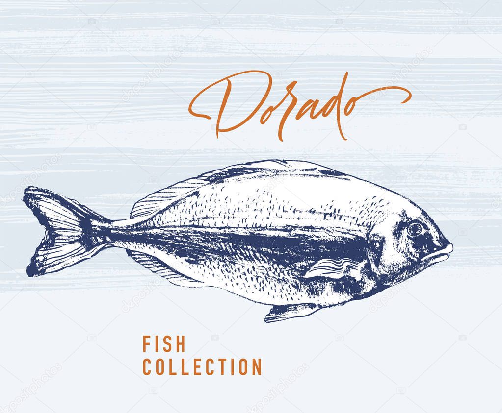Dorado fish brush illustration for logo