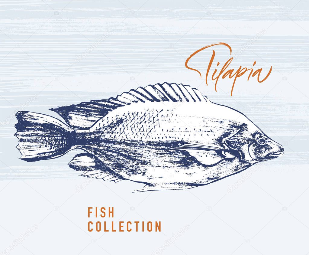 Tilapia fish brush illustration for logo