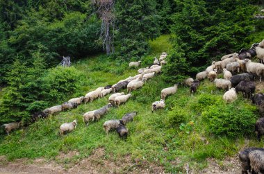 Arazide koyun sürüsü