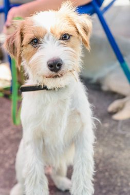 küçük doğurmak köpek Jack Russell