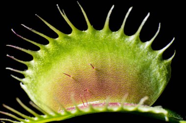 Sundew sinekkapan etçil bitki tencerede. Görünümü kapatın.