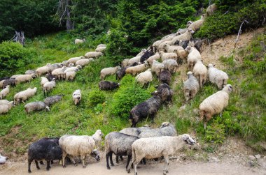 Arazide koyun sürüsü