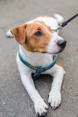 küçük doğurmak köpek Jack Russell
