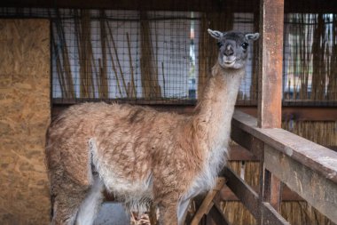parlak yetişkin lama bir yana görünüyor