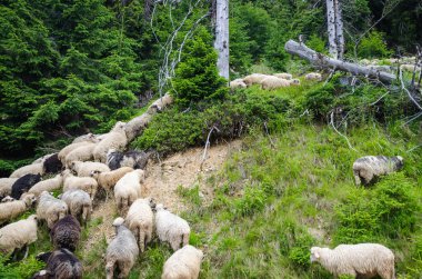 Arazide koyun sürüsü