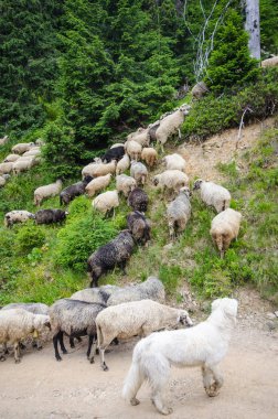 Arazide koyun sürüsü