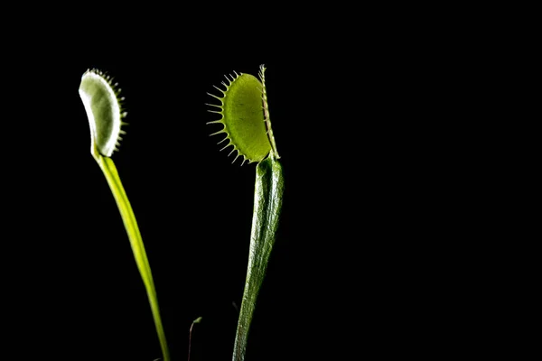 毛毡苔 鹟食肉植物在锅里 关闭视图 — 图库照片