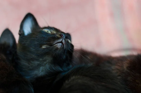 Little Black Kitten Horizontal Frame — Stock Photo, Image