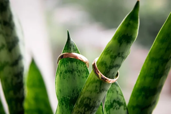 Guldringar Gröna Blad Blomma Eller Aloe — Stockfoto