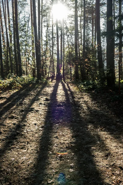 Foresta Conifere Alberi Con Percorso Completo Cornice — Foto Stock