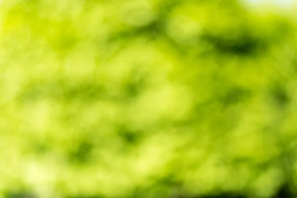 Yeşil Bokeh Yumuşak Arka Plan — Stok fotoğraf