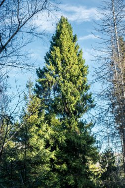 bir kozalaklı ağaç arka plan dağlar üzerinde