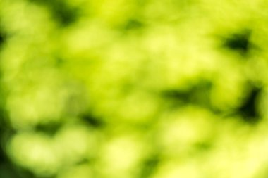 Yeşil bokeh yumuşak arka plan