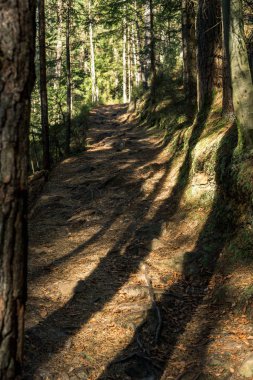 yoldaki Ağaçların gölgeleri