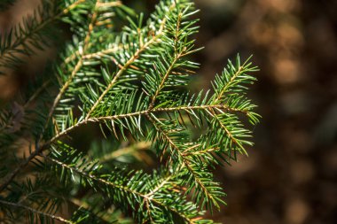 Ön plan ans seçici odak çam yaprağı üzerinde çiy damlaları