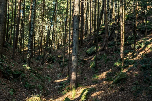 bir tam kare iz ile ağaçlarının iğne yapraklı orman