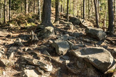 Bütün taşlar, orman yatay çerçeve