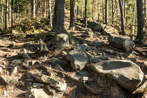 Bütün taşlar, orman yatay çerçeve