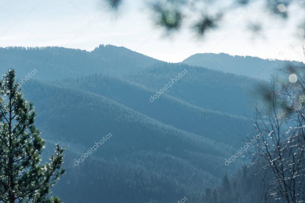 mountain view through the trees on the whole frame