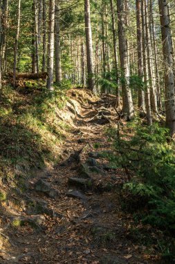 bir tam kare iz ile ağaçlarının iğne yapraklı orman