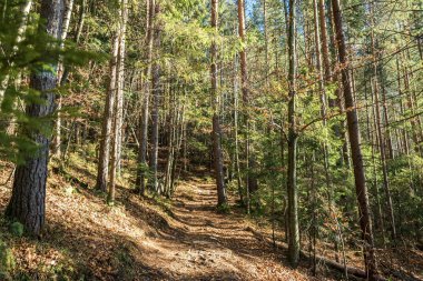 bir tam kare iz ile ağaçlarının iğne yapraklı orman