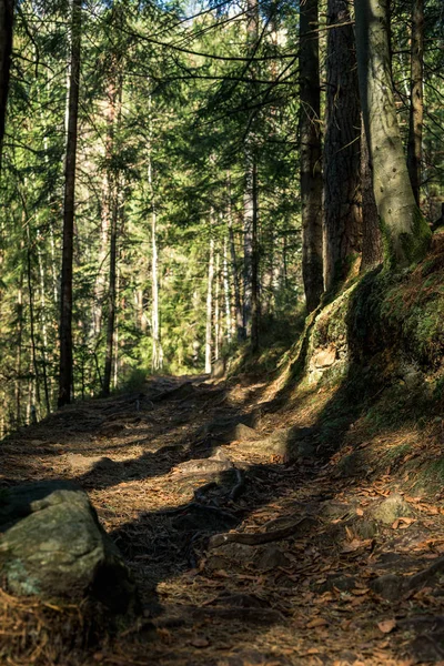 Les Ombres Des Arbres Sur Chemin — Photo