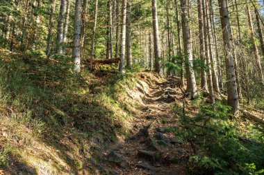 bir tam kare iz ile ağaçlarının iğne yapraklı orman