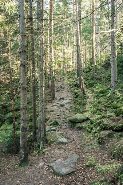 Jehličnatý Les Stromů Plnoformátovým Stezka — Stock fotografie