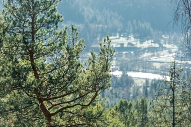 Bütün dağ manzaralı ağaçların arasından çerçeve