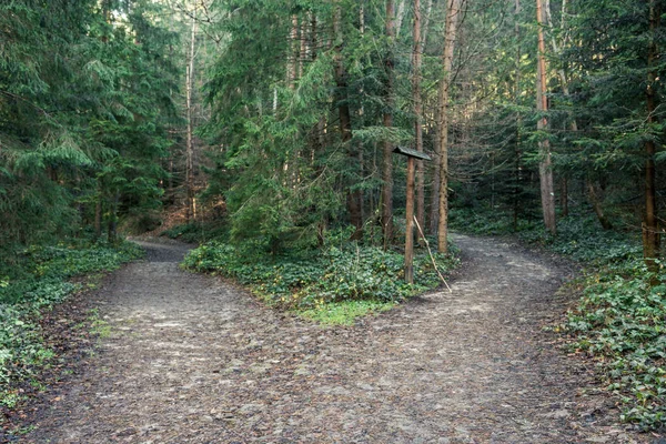 Sendero Forestal Con Muchos Árboles — Foto de Stock