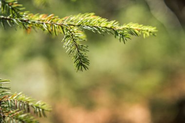 Ön plan ans seçici odak çam yaprağı üzerinde çiy damlaları