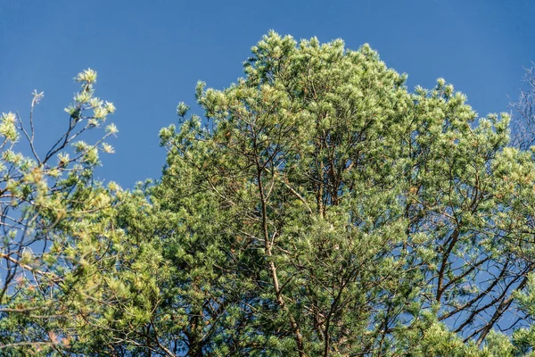 Grande Árvore Verde Fundo Céu Azul Quadro Horizontal — Fotografia de Stock