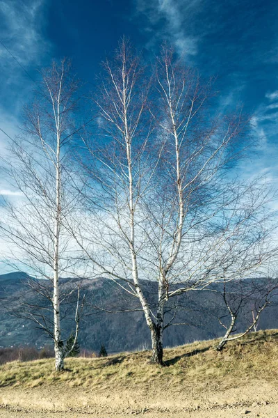 Большая Белая Береза Листьев Фоне Голубого Неба Вертикальная Рамка — стоковое фото