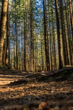 bir tam kare iz ile ağaçlarının iğne yapraklı orman