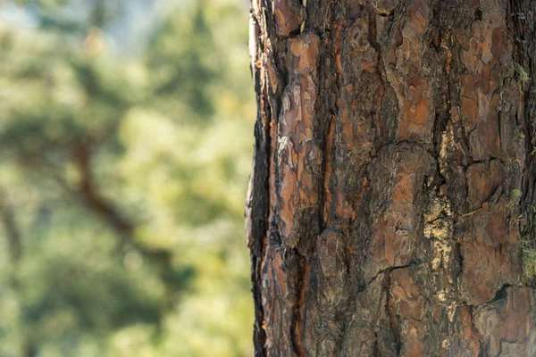 Ağaç Kabuğu Yarım Çerçeve Kapatın Yatay Çerçeve — Stok fotoğraf