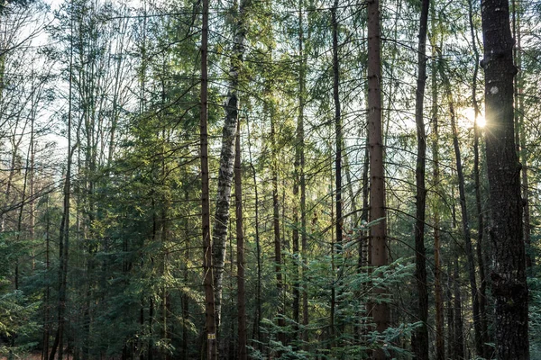 Foresta Conifere Alberi Con Percorso Completo Cornice — Foto Stock