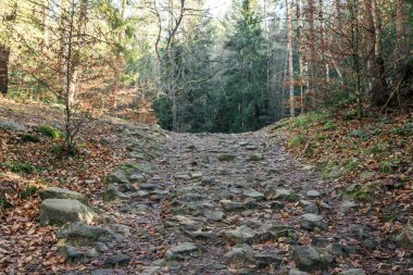Bütün taşlar, orman yatay çerçeve