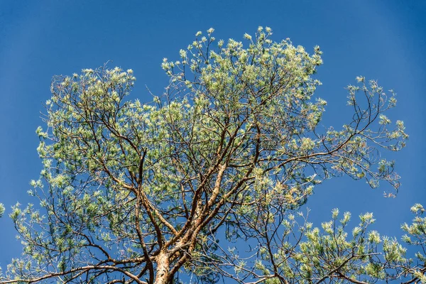 Grande Árvore Verde Fundo Céu Azul Quadro Horizontal — Fotografia de Stock