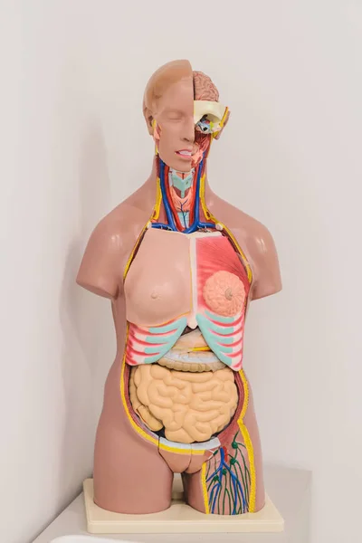 Classe de anatomia. Manequim da estrutura interna do homem — Fotografia de Stock