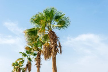 bir sürü büyük yeşil Afrika palmiye ağacı mavi gökyüzü