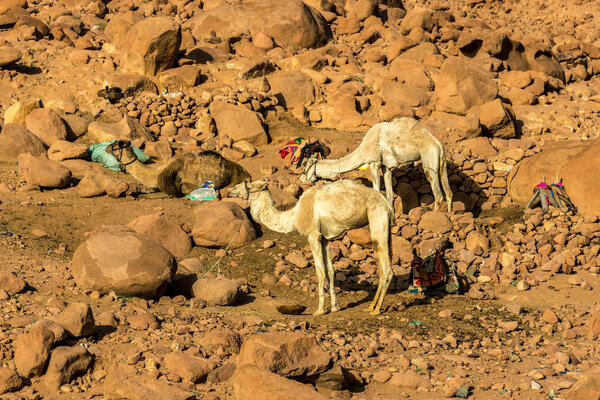 two Egyptian camel on the background of bald mountains