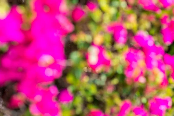 Yeşil bush full frame üzerinde güzel pembe çiçekler — Stok fotoğraf