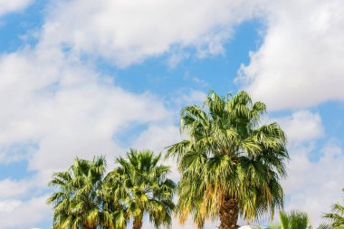 bir sürü büyük yeşil Afrika palmiye ağacı mavi gökyüzü