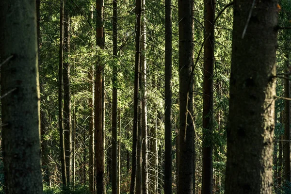 Jehličnatý les stromů s plnoformátovým stezka — Stock fotografie