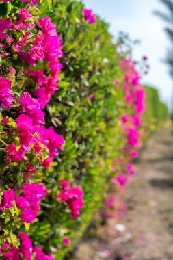 Yeşil bush full frame üzerinde güzel pembe çiçekler